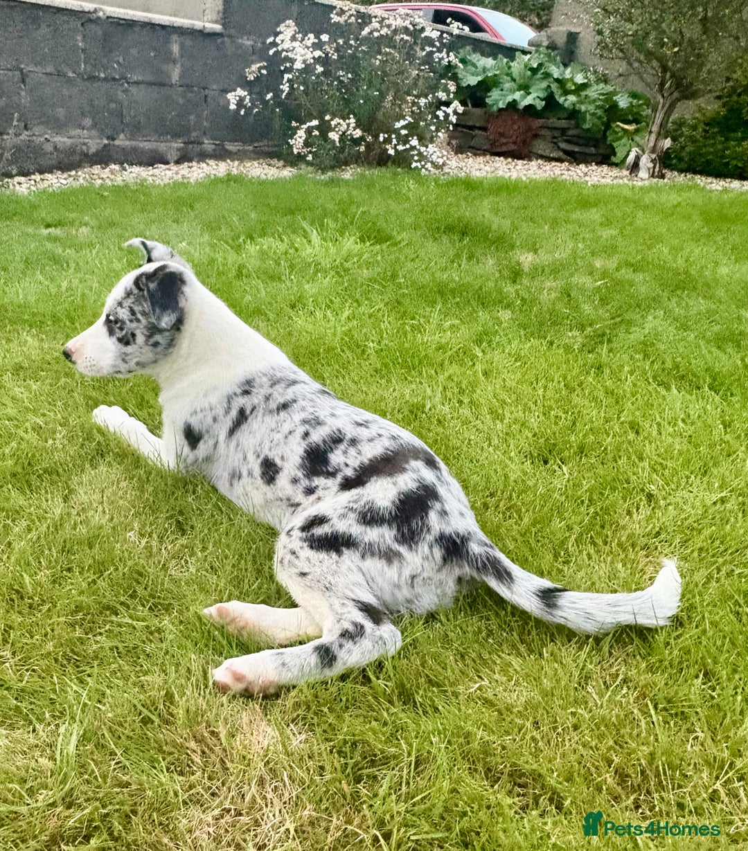 Welsh Collie dogs for sale: Stunning Collie Pups - Image 5