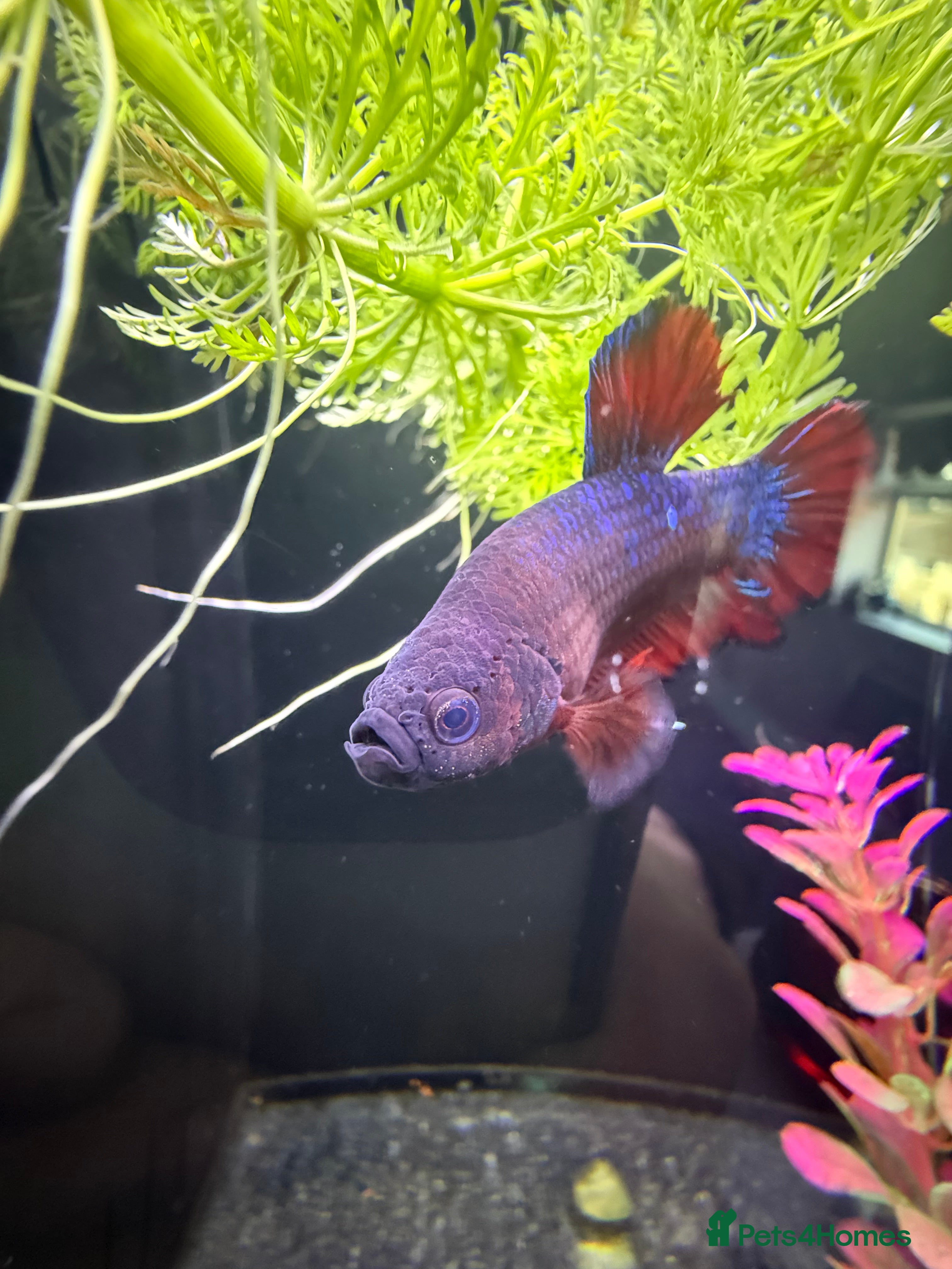 Bettas fish Various betta fish available  - Advert 1