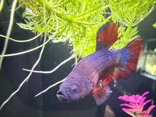 Bettas fish Various betta fish available - Advert 18