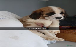 Saint Bernard dogs for sale: Saint Bernard puppies  - Image 10
