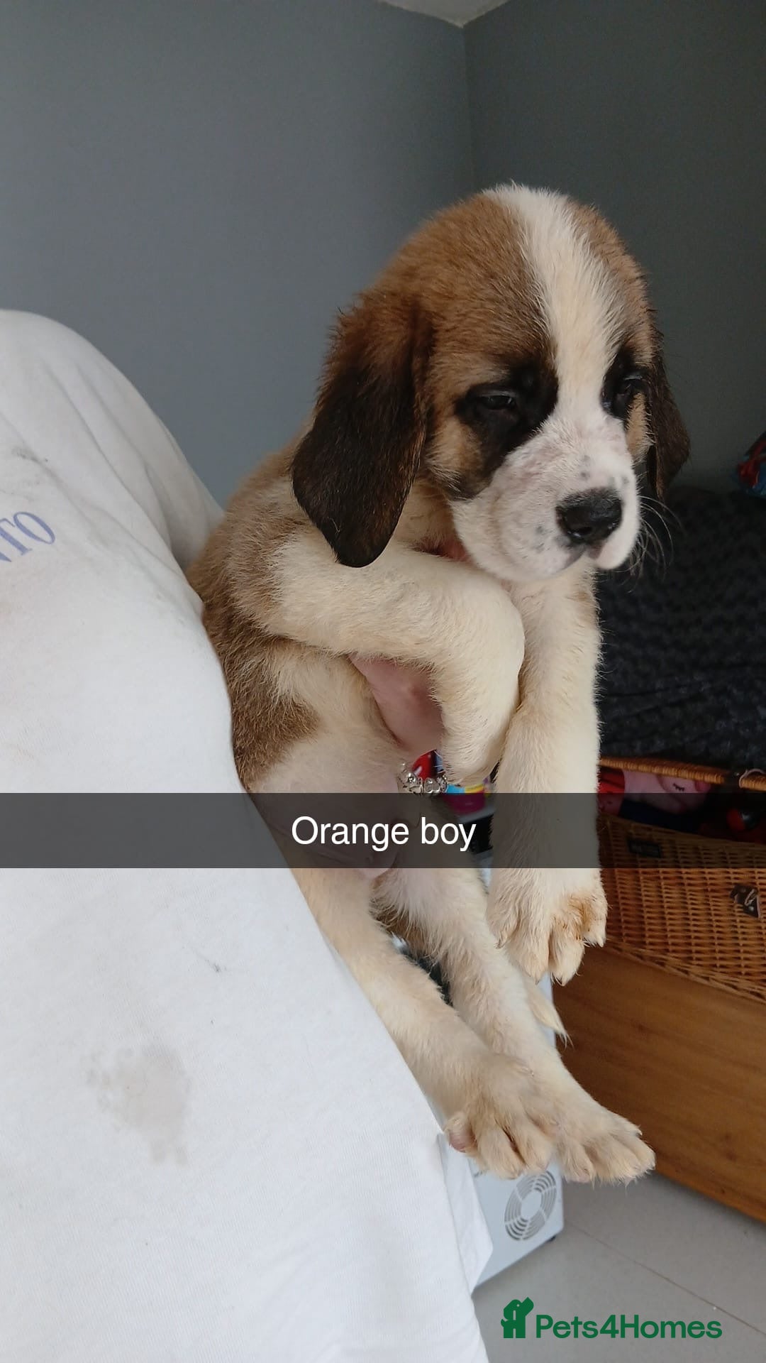 Saint Bernard dogs for sale: Saint Bernard puppies  - Image 10