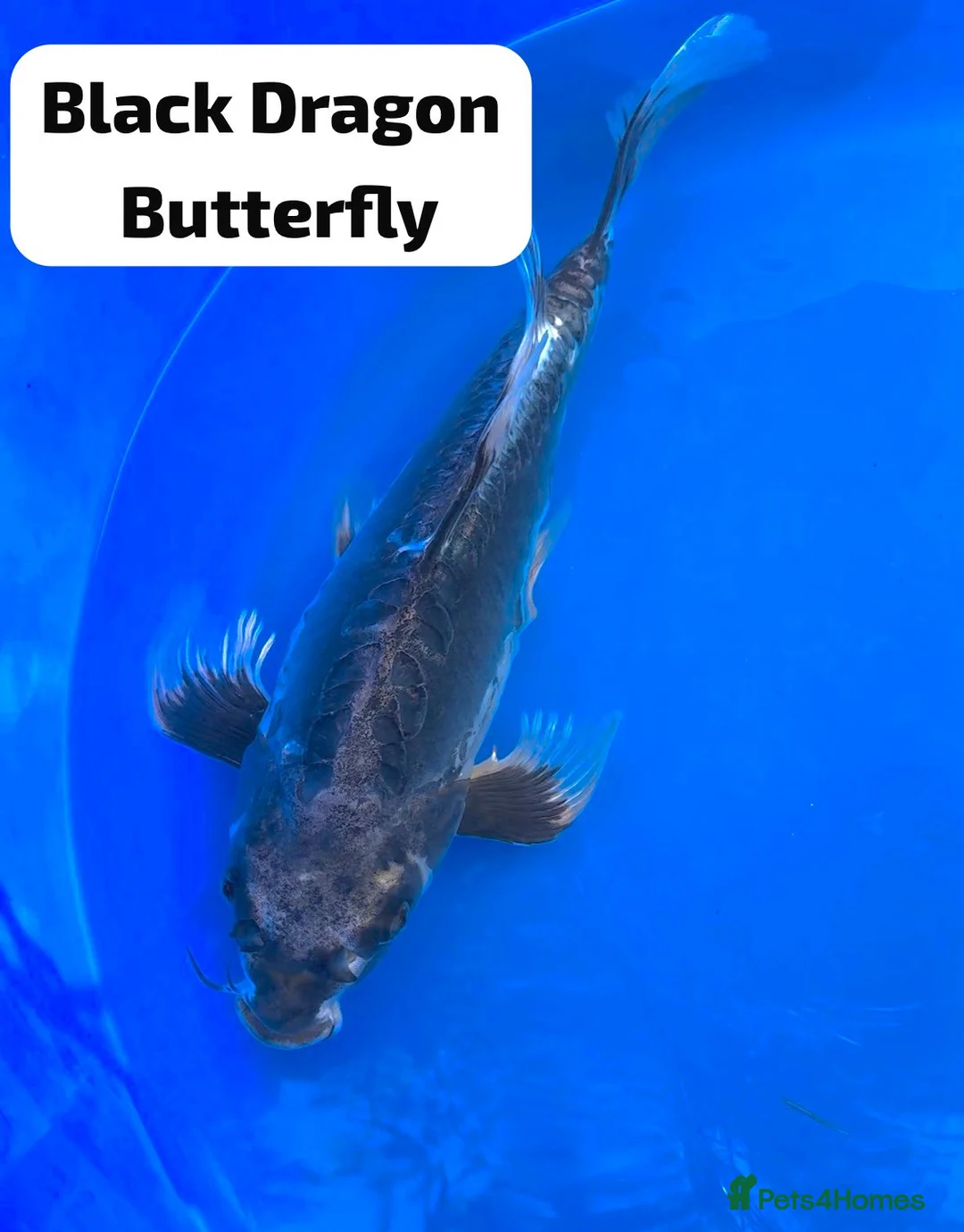Koi Carp fish for sale: High quality Japanese Butterfly Koi - Advert 2