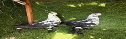 Pigeons birds for sale: Premium Breeding Pigeons Top Quality Pairs Availab - Advert 20