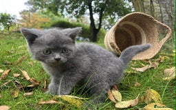 British Shorthair cats for sale: Beautiful British short hair kittens, - Image 4