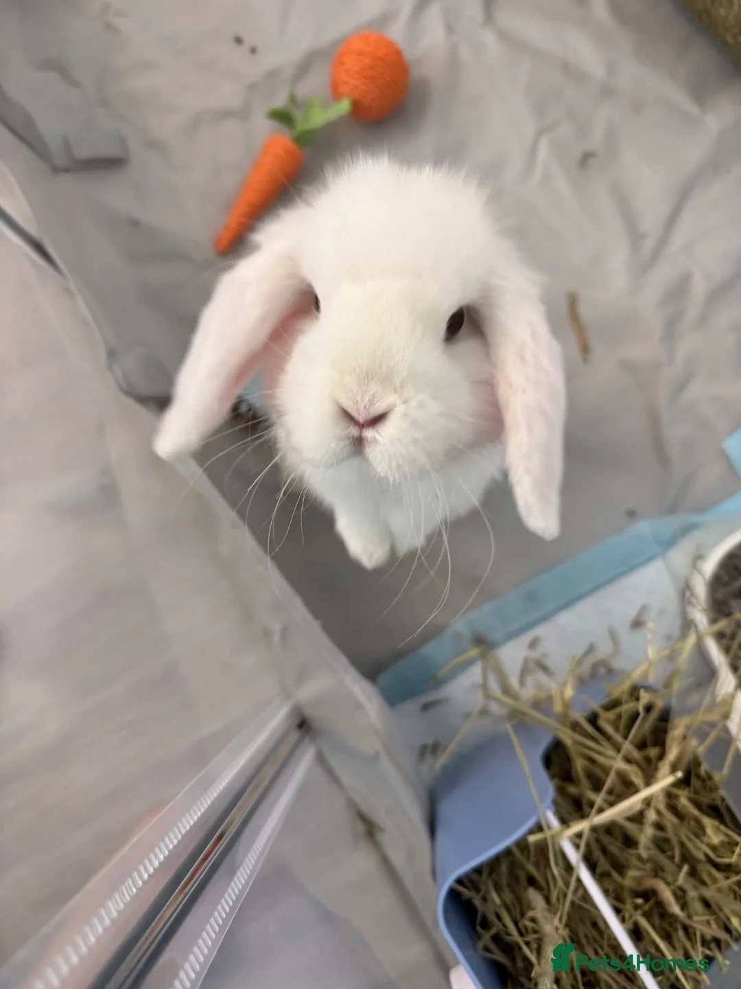 Mini Lop rabbits for sale: 🐰❤️ BEAUTIFUL 9-MONTH-OLD MINI LOP in Hereford - Advert 2