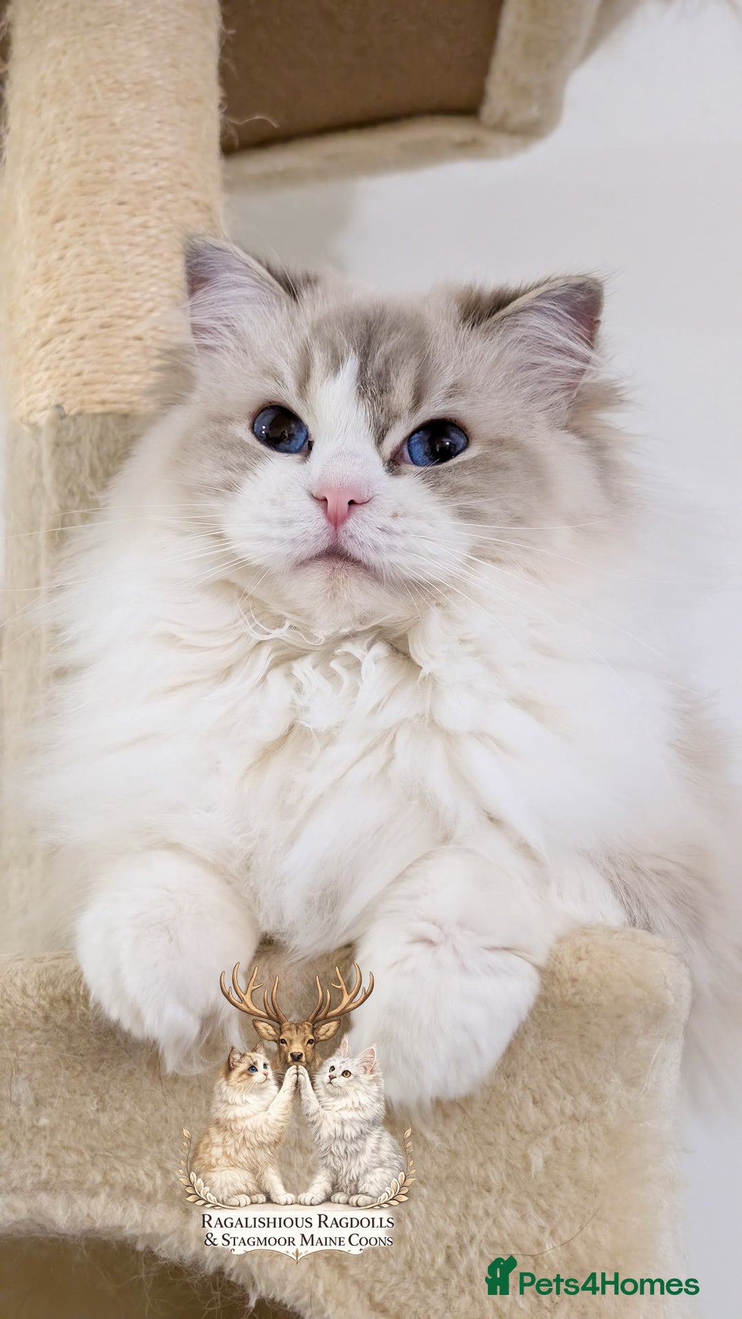 Ragdoll cats for sale: European TICA Blue Lynx Bicolour Champion Pedigree - Advert 3