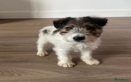 Fox Terrier dogs for sale: Fox Terrier puppies for sale - 07704995261 - Image 17