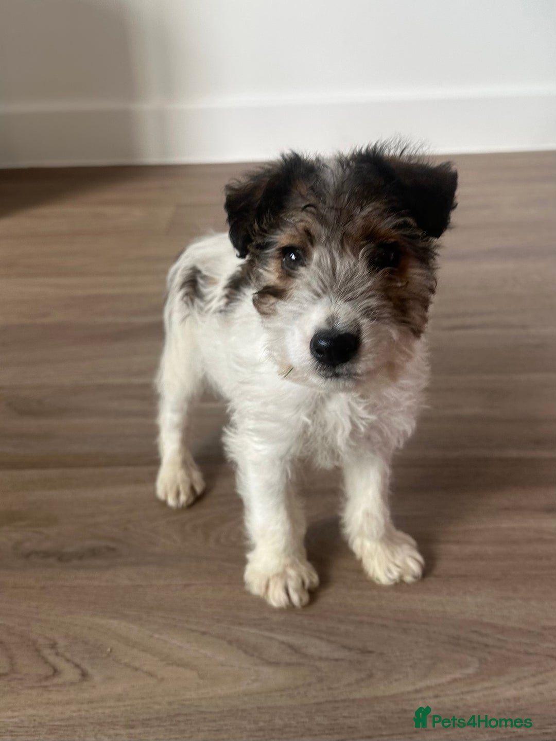 Fox Terrier dogs for sale: Fox Terrier puppies for sale - 07704995261 - Image 17