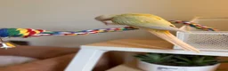 Conures birds for sale: Young hand reared super take green cheek conure  in London - Advert 2