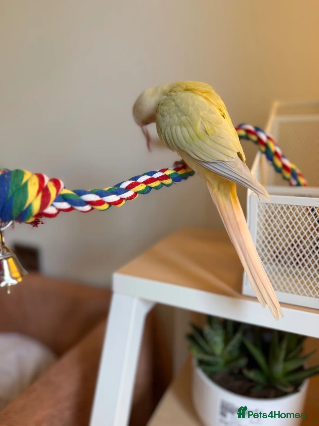 Conures birds for sale: Young hand reared super take green cheek conure  in London - Advert 2