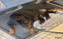Rottweiler dogs for sale: Chunky rotty pups with both parents - Image 5