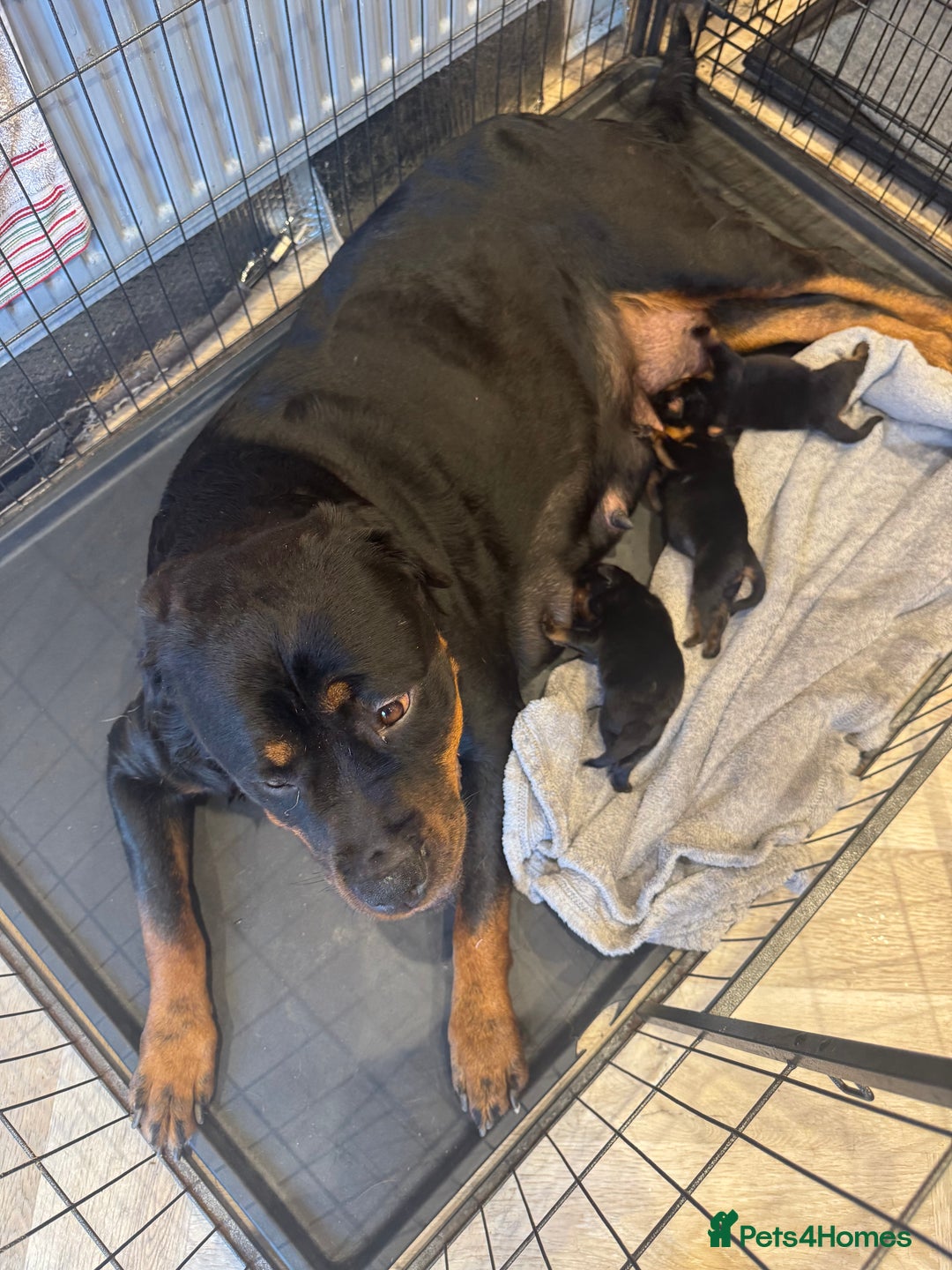 Rottweiler dogs for sale: Chunky rotty pups with both parents - Image 5