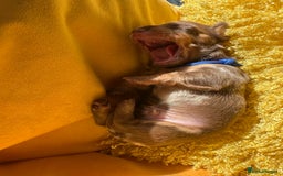 Miniature Dachshund dogs for sale: Miniature Dachshund stunning puppies  - Image 33