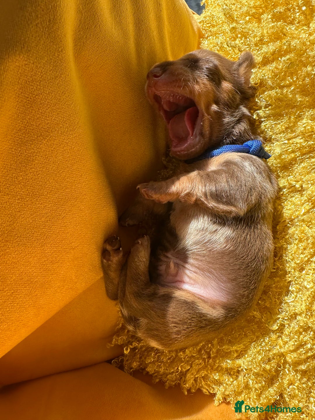 Miniature Dachshund dogs for sale: Miniature Dachshund stunning puppies  - Image 33
