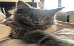 Maine Coon cats for sale: Blue Smoke Female Maine Coon!! TICA Registered 🐾 - Image 2