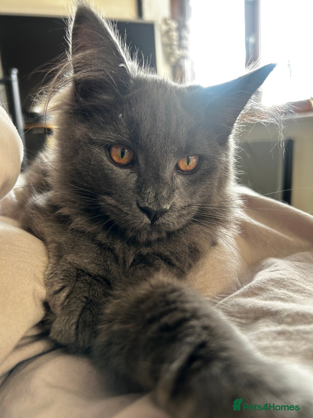 Maine Coon cats for sale: Blue Smoke Female Maine Coon!! TICA Registered 🐾 - Image 2