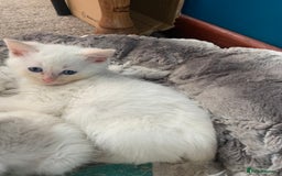 Ragdoll cats for sale: Rag doll cross - Image 1