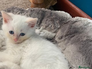 Ragdoll cats - Advert 6