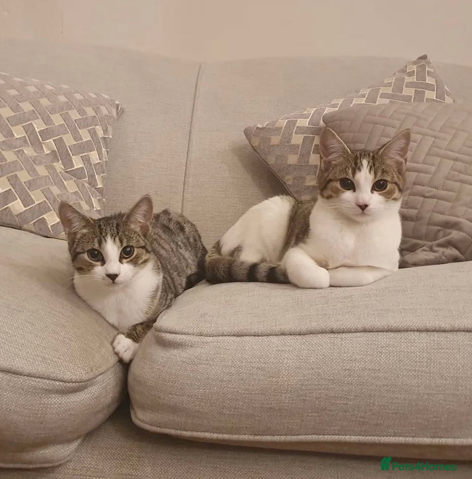 Mixed Breed cats 💛 Loving Cats Looking for Their Forever Home 💛 - Advert 7