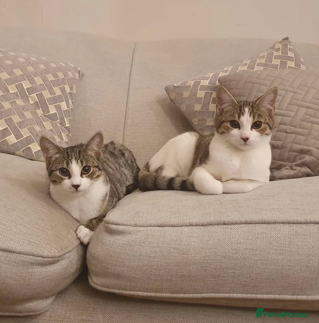 Mixed Breed cats for sale: 💛 Loving Cats Looking for Their Forever Home 💛 - Advert 1