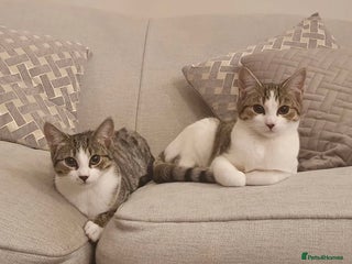 Mixed Breed cats 💛 Loving Cats Looking for Their Forever Home 💛 - Advert 1