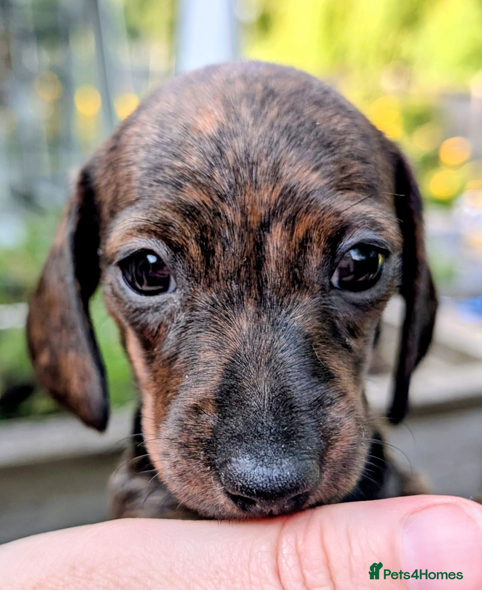 Miniature Dachshund dogs Miniature Dachshund  - Advert 2