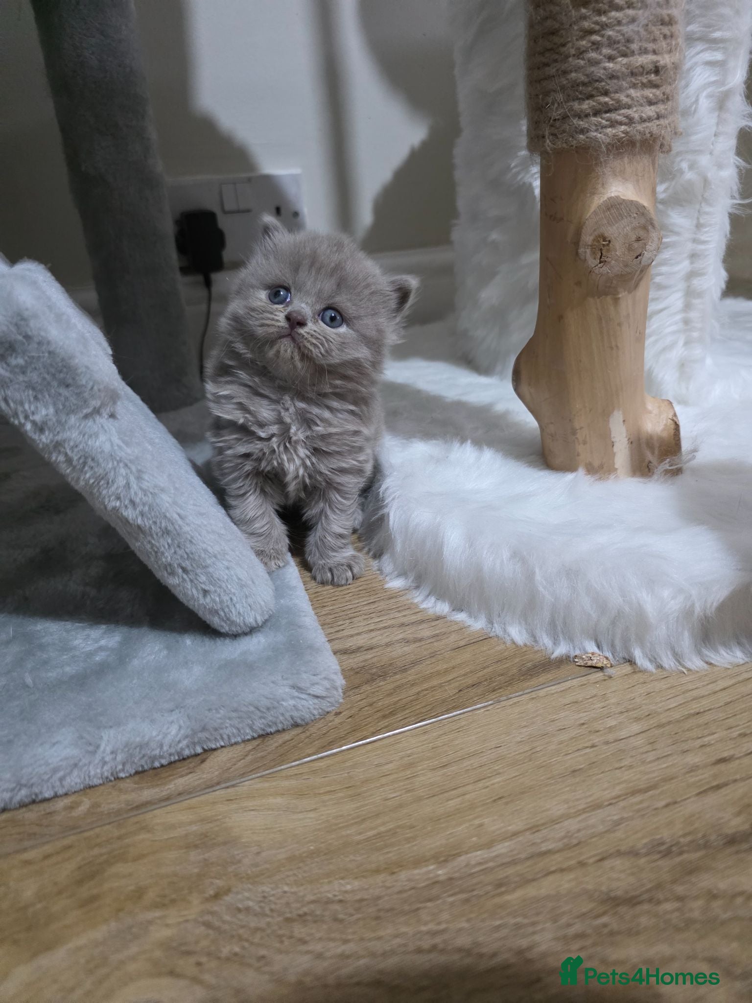 British Shorthair cats ** Last longhair female**Top quality GCCF kittens  - Advert 12