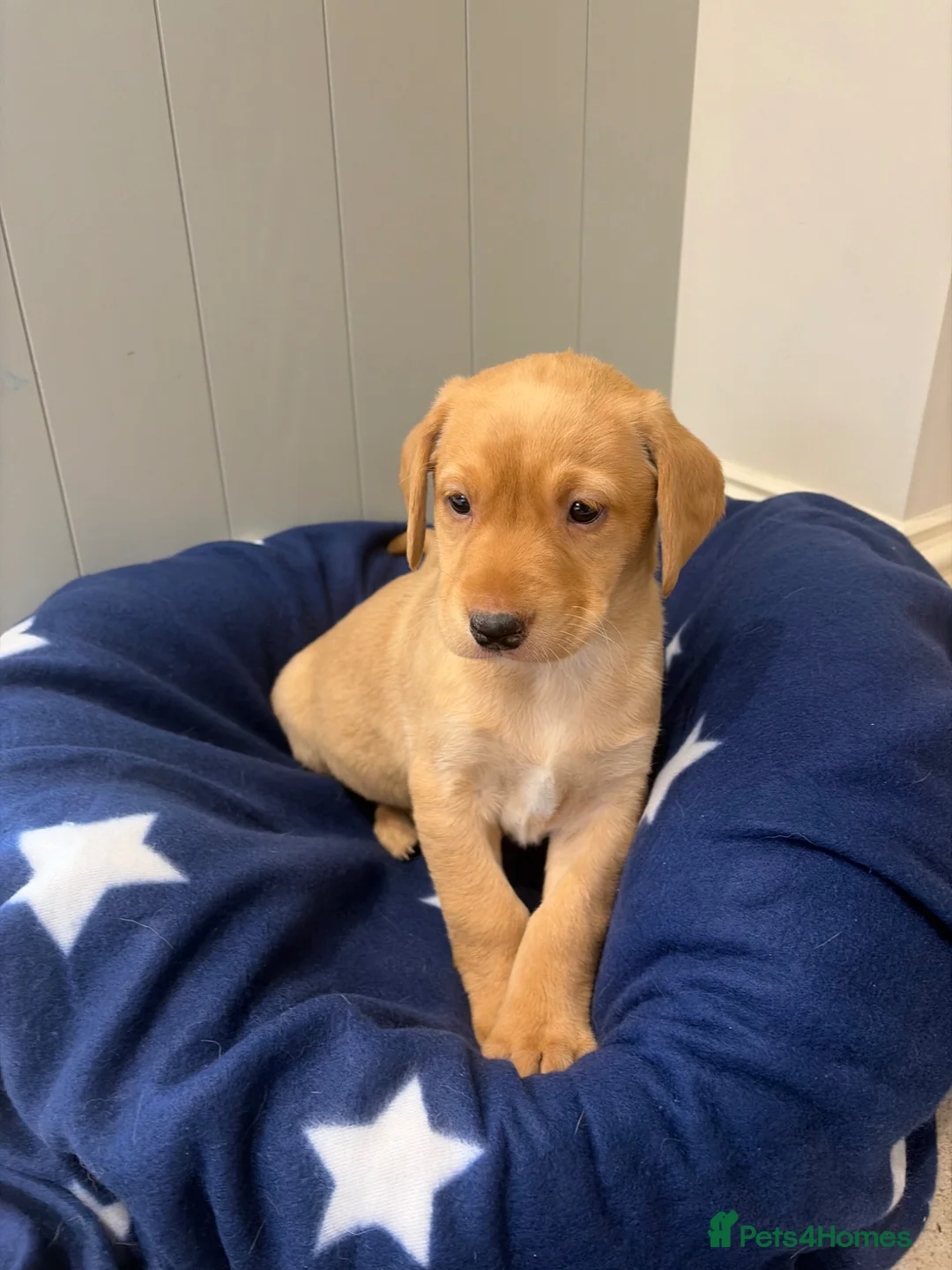 Labrador Retriever dogs for sale: Kc Fox red labs - Advert 2