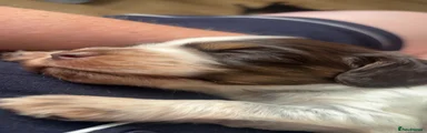 Cocker Spaniel 4