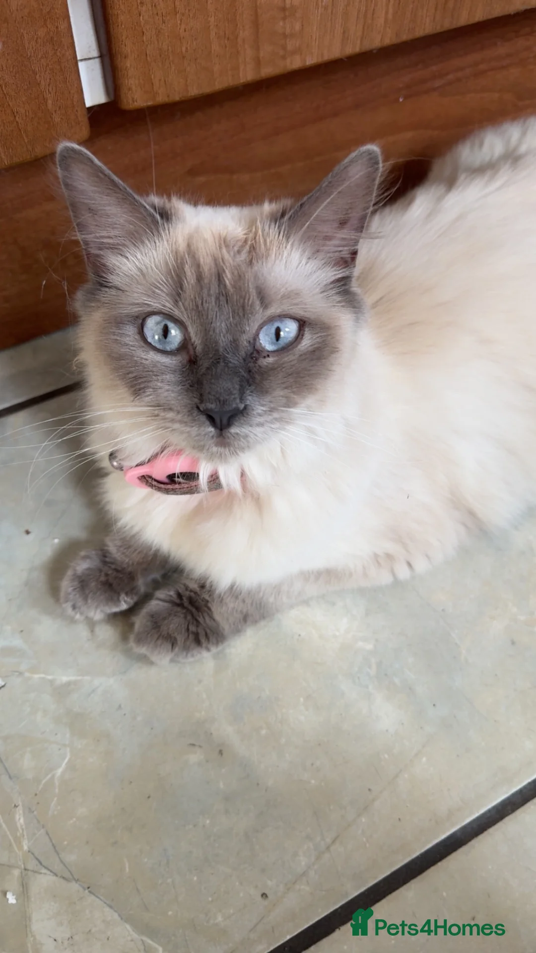 Ragdoll cats for sale: 3 Beautiful Ragdoll Mix Kittens - Advert 12