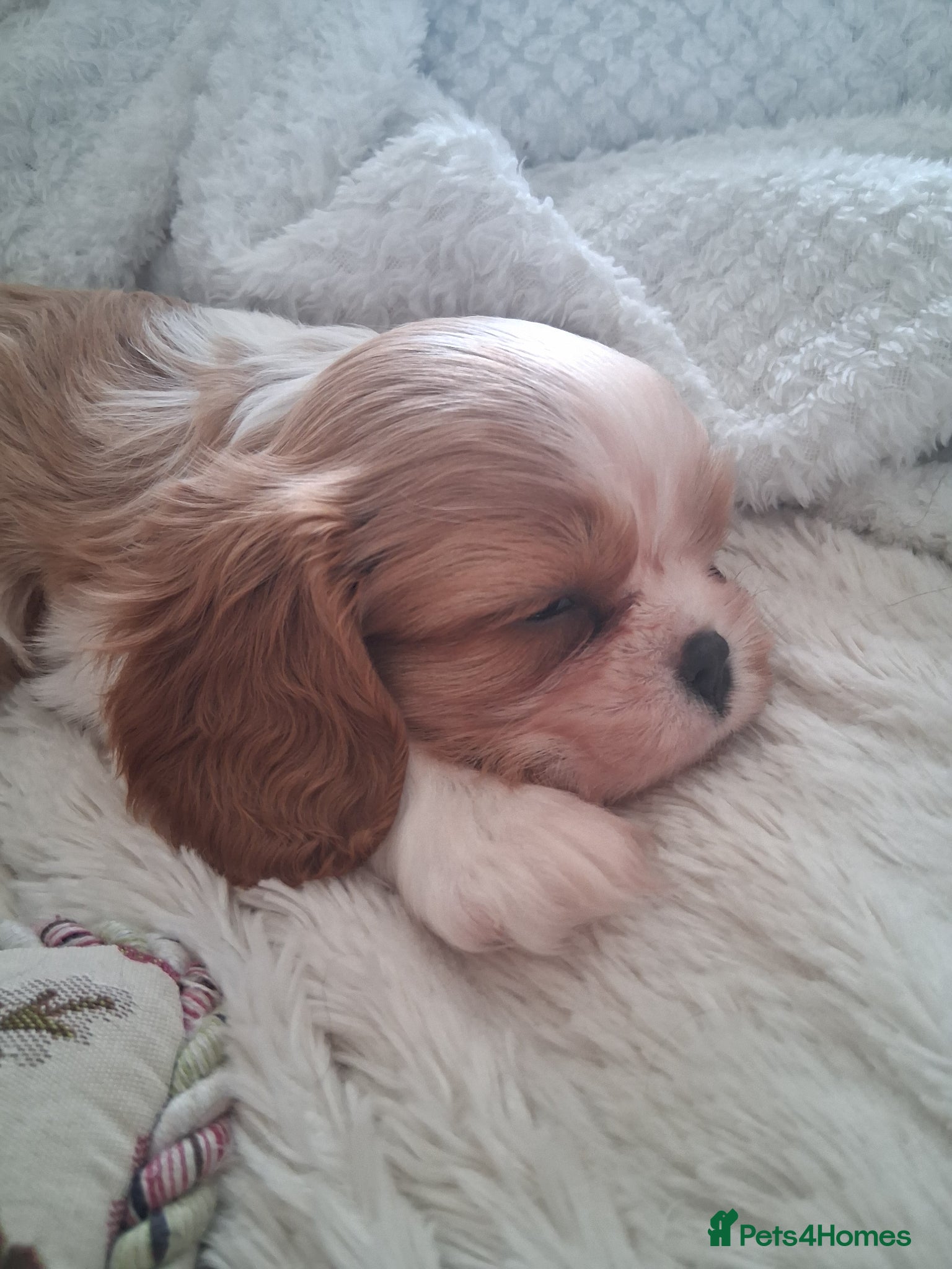 Cavalier King Charles Spaniel dogs  Male Blenhiem cavalier king Charles spaniel puppy - Advert 1