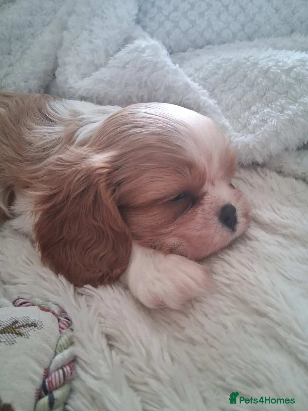Cavalier King Charles Spaniel dogs for sale:  Male Blenhiem cavalier king Charles spaniel puppy in Sandown - Advert 1
