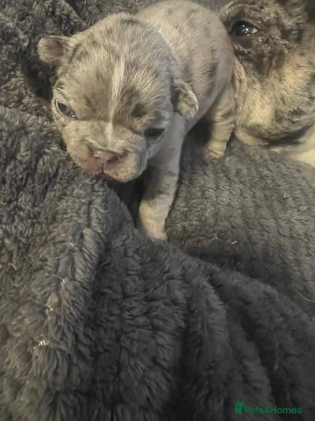 French Bulldog dogs for sale: French puppy  - Advert 2