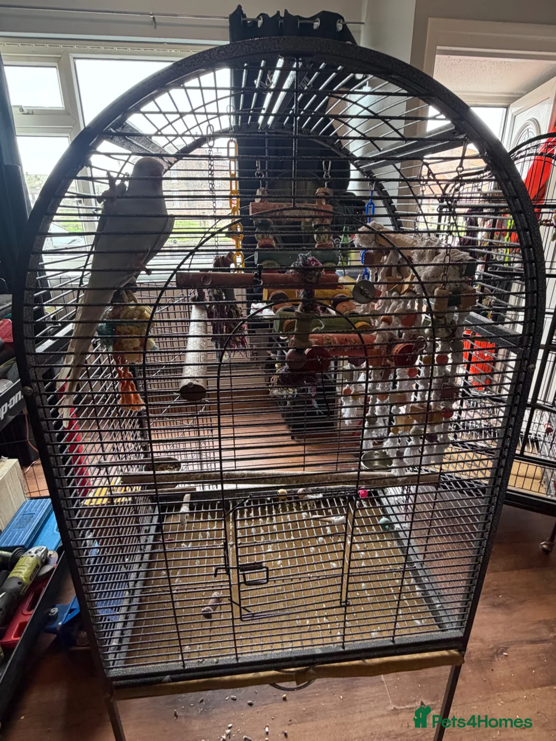 Ringnecks birds for sale: Indian ring neck - Advert 11