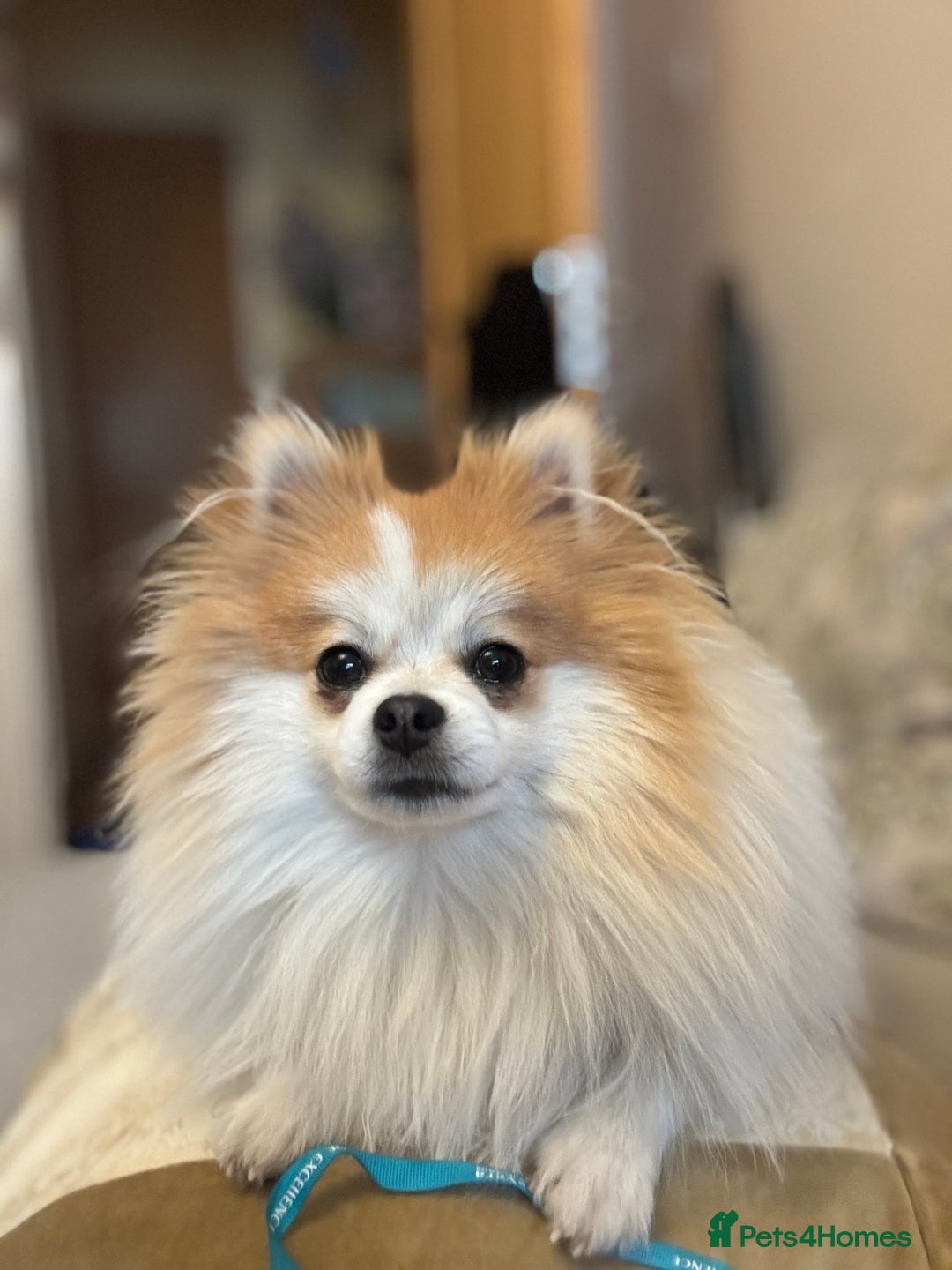 Pomeranian dogs for stud: Lover boy Romeo  - Advert 21