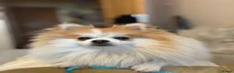 Pomeranian dogs for stud: STUD ONLY Lover boy Romeo  - Advert 21