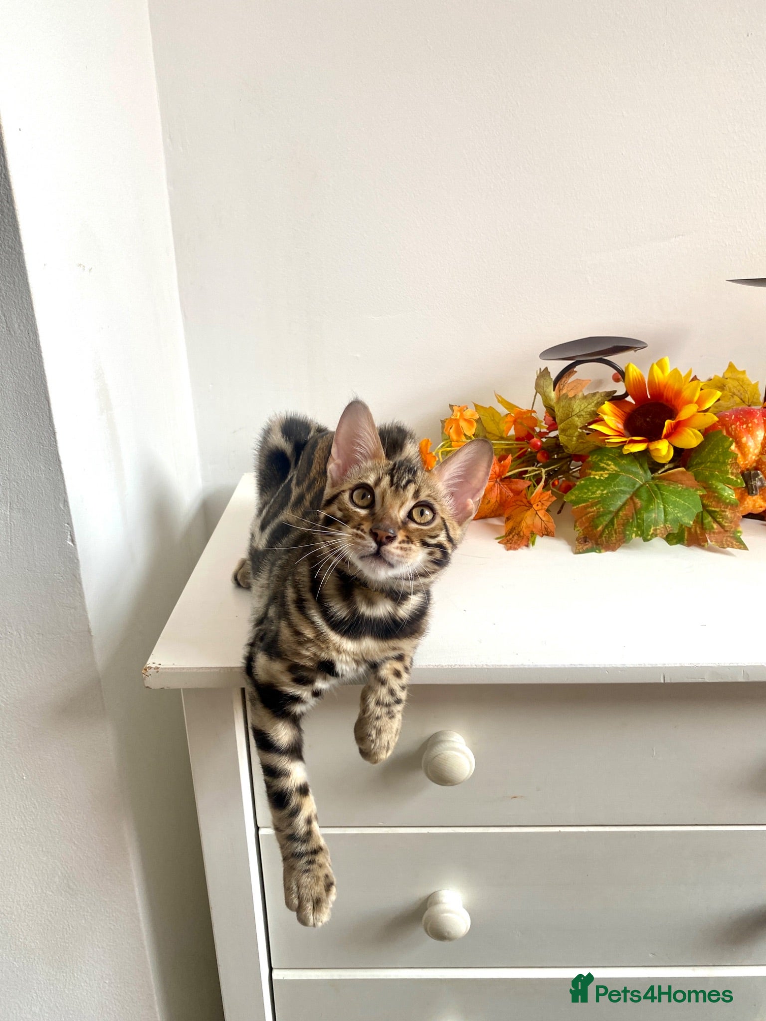 Bengal cats ✨✨ TICA registered Bengal BOYS😻😻😻 - Advert 2