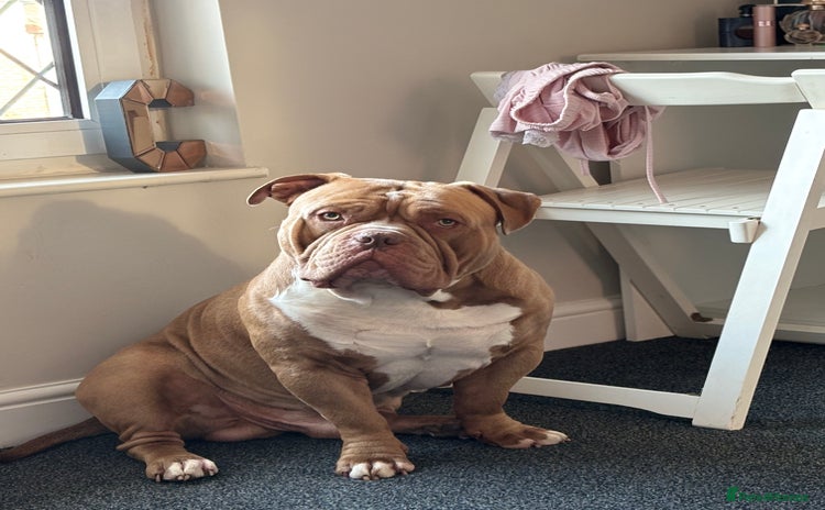 American Bully dogs in Sheffield - Advert 1