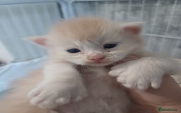 Maine Coon cats for sale: 3 gorgeous maincoon babies  - Image 11