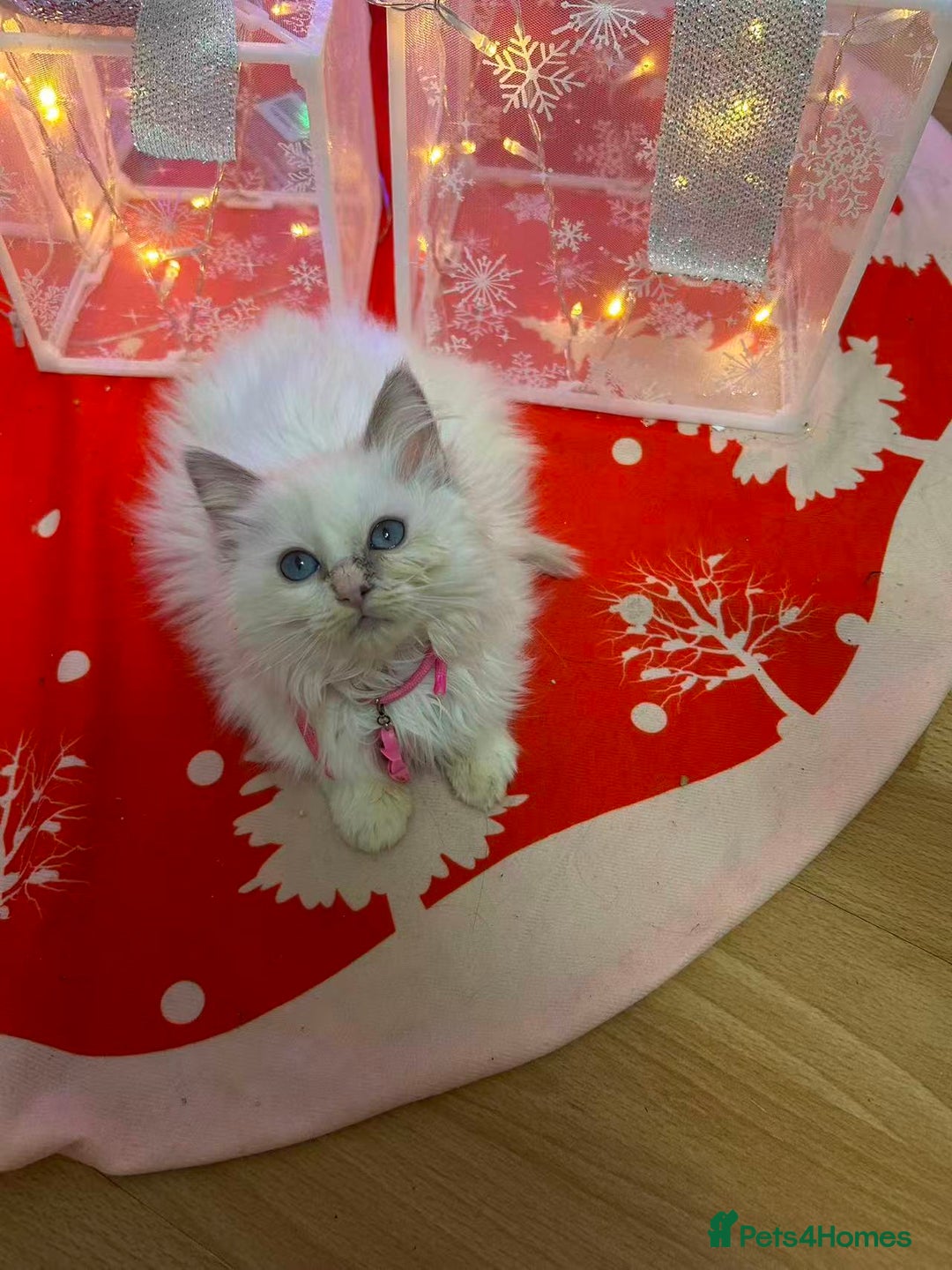 Ragdoll cats for sale: 8 Ragdoll cats for sale - Advert 9