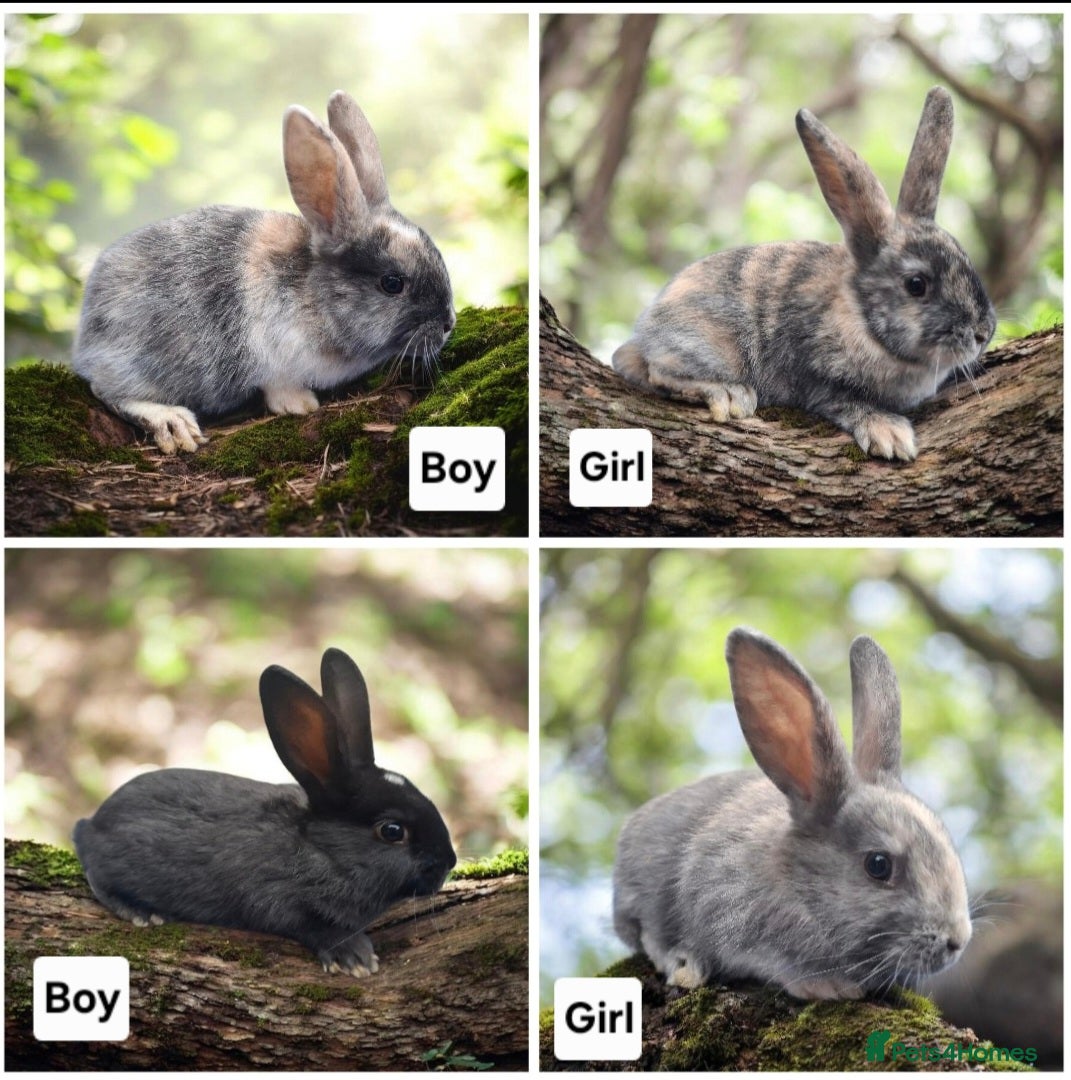 Mixed Breed rabbits Lovely baby rabbits - Advert 10