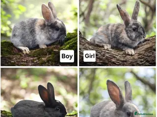 Mixed Breed rabbits Lovely baby rabbits - Advert 10