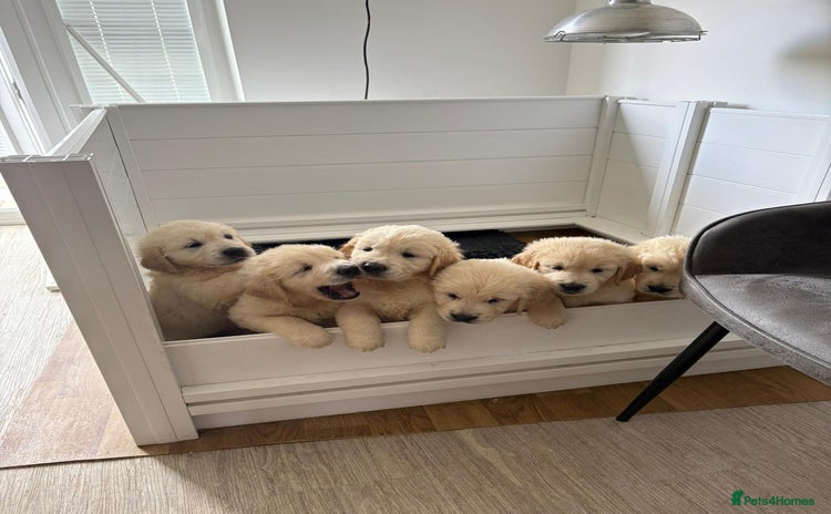 Golden Retriever dogs - Advert 15