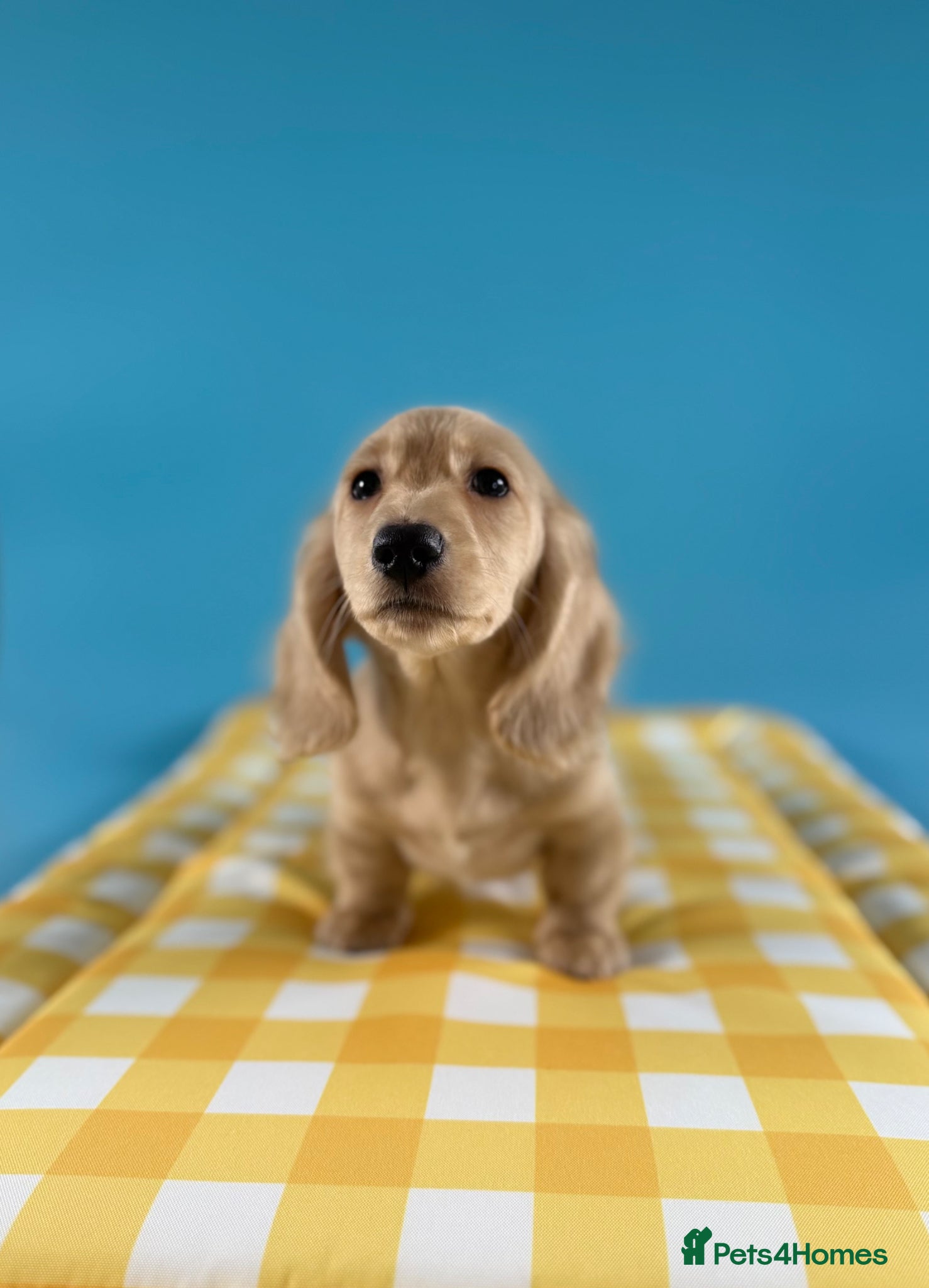 Miniature Dachshund dogs Lovey miniature dachshund boy - Advert 6