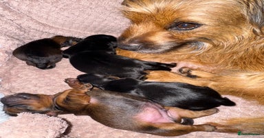 Yorkshire Terrier dogs - Advert 6