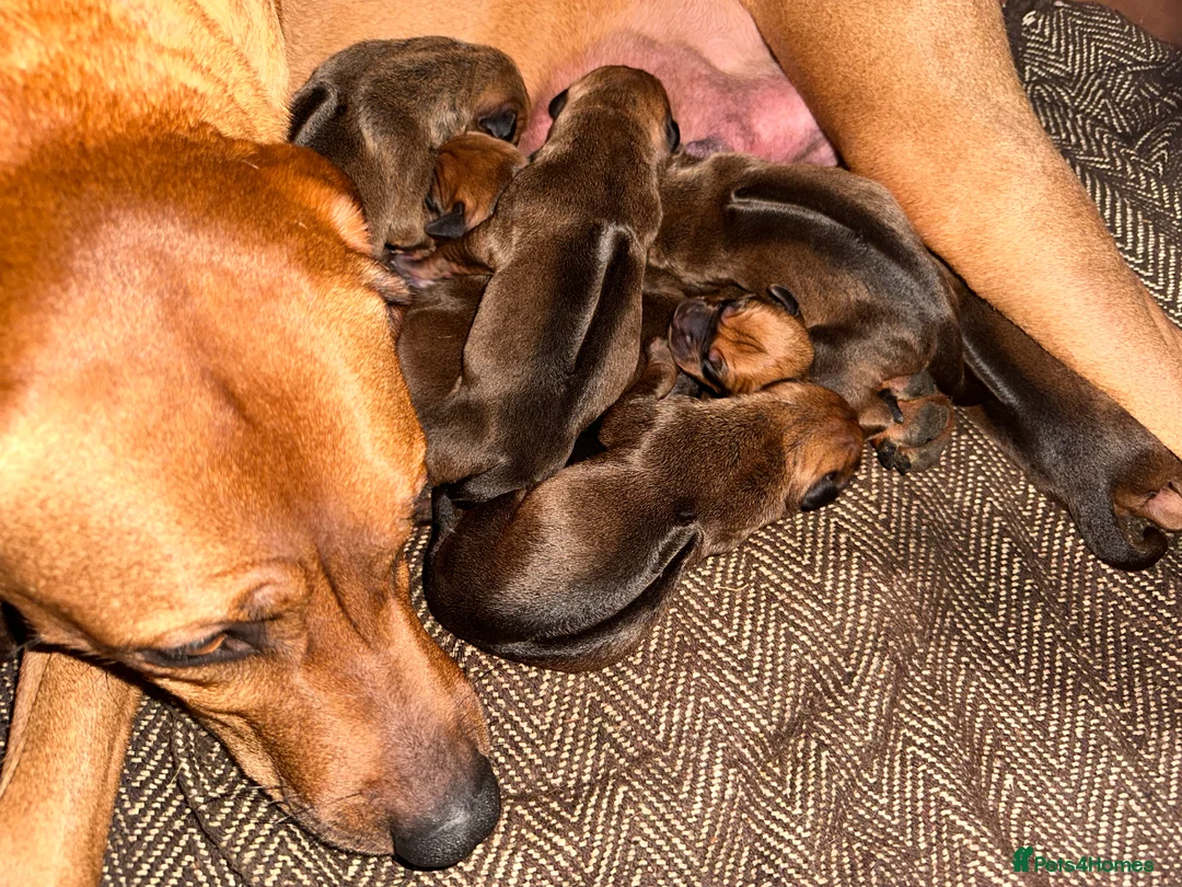 Rhodesian Ridgeback dogs for sale: Rhodesian Ridgeback Puppies KC/Hip/Elb/Health  in King's Lynn - Advert 2