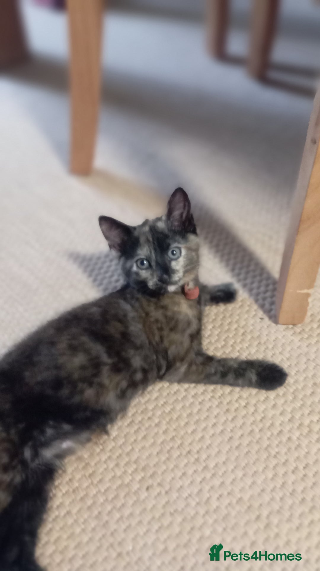 British Shorthair cats for sale: Cute kittens are ready. - Image 12
