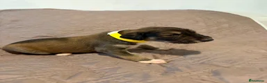 Saluki Puppy 1