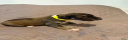 Saluki dogs for sale: Beautiful Saluki pups from champion lines - Advert 29