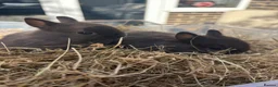 Netherland Dwarf rabbits for sale: Pure Netherland Dwarf Babies  - Advert 3